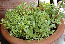 purslane